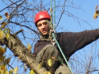 alex_treepruning