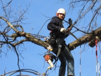 cole_treepruning