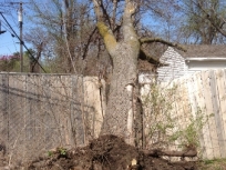 storm-damaged-hackberry